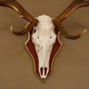 Rothirschgeweih ungerader 12 Ender Hirsch Geweih auf ZIRBENHOLZ Trophäenschild Höhe 99 cm Hirschgeweih 70.1047