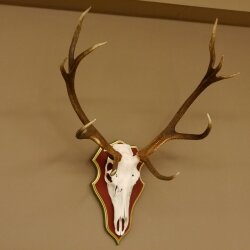 Rothirschgeweih ungerader 12 Ender Hirsch Geweih auf ZIRBENHOLZ Trophäenschild Höhe 99 cm Hirschgeweih 70.1047