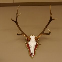 Rothirschgeweih ungerader 12 Ender Hirsch Geweih auf ZIRBENHOLZ Trophäenschild Höhe 99 cm Hirschgeweih 70.1047