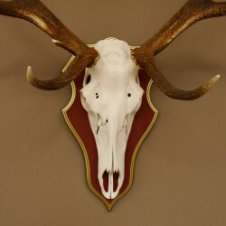 Rothirschgeweih ungerader 12 Ender Hirsch Geweih auf ZIRBENHOLZ Trophäenschild Höhe 99 cm Hirschgeweih 70.1047