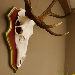 Rothirschgeweih ungerader 12 Ender Hirsch Geweih auf ZIRBENHOLZ Trophäenschild Höhe 99 cm Hirschgeweih 70.1047