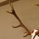 Rothirschgeweih 14 Ender Hirsch Geweih auf ZIRBENHOLZ Trophäenschild Höhe 99 cm Hirschgeweih 70.1048