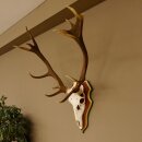 Rothirschgeweih 14 Ender Hirsch Geweih auf ZIRBENHOLZ Trophäenschild Höhe 99 cm Hirschgeweih 70.1048