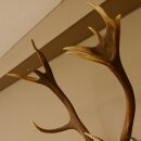 Rothirschgeweih 14 Ender Hirsch Geweih auf ZIRBENHOLZ Trophäenschild Höhe 99 cm Hirschgeweih 70.1048
