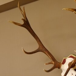 Rothirschgeweih 14 Ender Hirsch Geweih auf ZIRBENHOLZ Trophäenschild Höhe 99 cm Hirschgeweih 70.1048