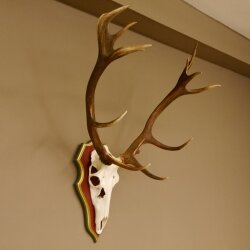 Rothirschgeweih 14 Ender Hirsch Geweih auf ZIRBENHOLZ Trophäenschild Höhe 99 cm Hirschgeweih 70.1048