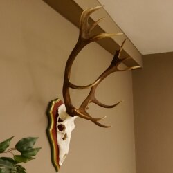 Rothirschgeweih 14 Ender Hirsch Geweih auf ZIRBENHOLZ Trophäenschild Höhe 99 cm Hirschgeweih 70.1048