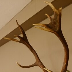 Rothirschgeweih 14 Ender Hirsch Geweih auf ZIRBENHOLZ Trophäenschild Höhe 99 cm Hirschgeweih 70.1048