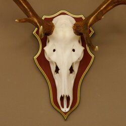 Rothirschgeweih 14 Ender Hirsch Geweih auf ZIRBENHOLZ Trophäenschild Höhe 99 cm Hirschgeweih 70.1048