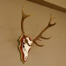Rothirschgeweih ungerader 16 Ender Hirsch Geweih auf ZIRBENHOLZ Trophäenschild Höhe 87 cm Hirschgeweih 70.1049