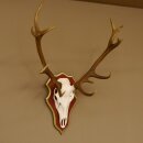 Rothirschgeweih ungerader 16 Ender Hirsch Geweih auf ZIRBENHOLZ Trophäenschild Höhe 87 cm Hirschgeweih 70.1049