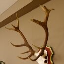 Rothirschgeweih ungerader 16 Ender Hirsch Geweih auf ZIRBENHOLZ Trophäenschild Höhe 87 cm Hirschgeweih 70.1049