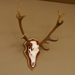 Rothirschgeweih ungerader 16 Ender Hirsch Geweih auf ZIRBENHOLZ Trophäenschild Höhe 87 cm Hirschgeweih 70.1049