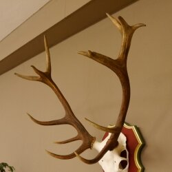 Rothirschgeweih ungerader 16 Ender Hirsch Geweih auf ZIRBENHOLZ Trophäenschild Höhe 87 cm Hirschgeweih 70.1049