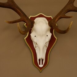 Rothirschgeweih ungerader 16 Ender Hirsch Geweih auf ZIRBENHOLZ Trophäenschild Höhe 87 cm Hirschgeweih 70.1049
