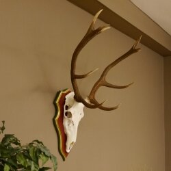 Corna di cervo rosso 6 punte Altezza 59 cm Corna di cervo Trofeo intagliato 70.1031