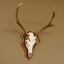 Rothirschgeweih 6 Ender Hirsch Geweih auf ZIRBENHOLZ Trophäenschild Höhe 80 cm Hirschgeweih 70.1056