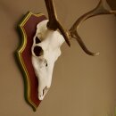 Rothirschgeweih 6 Ender Hirsch Geweih auf ZIRBENHOLZ Trophäenschild Höhe 80 cm Hirschgeweih 70.1056
