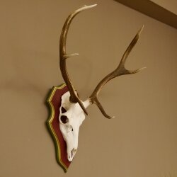 Rothirschgeweih 6 Ender Hirsch Geweih auf ZIRBENHOLZ Trophäenschild Höhe 80 cm Hirschgeweih 70.1056