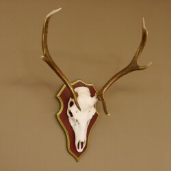 Rothirschgeweih 6 Ender Hirsch Geweih auf ZIRBENHOLZ Trophäenschild Höhe 80 cm Hirschgeweih 70.1056