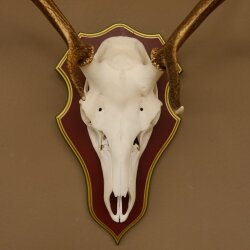 Rothirschgeweih 6 Ender Hirsch Geweih auf ZIRBENHOLZ Trophäenschild Höhe 80 cm Hirschgeweih 70.1056