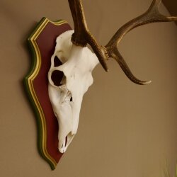 Rothirschgeweih 6 Ender Hirsch Geweih auf ZIRBENHOLZ Trophäenschild Höhe 80 cm Hirschgeweih 70.1056