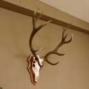 Rothirschgeweih 12 Ender Hirsch Geweih auf ZIRBENHOLZ Trophäenschild Höhe 103 cm Hirschgeweih 70.1058