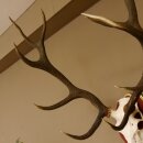 Rothirschgeweih 12 Ender Hirsch Geweih auf ZIRBENHOLZ Trophäenschild Höhe 103 cm Hirschgeweih 70.1058