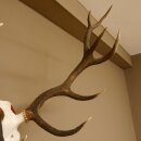 Rothirschgeweih 12 Ender Hirsch Geweih auf ZIRBENHOLZ Trophäenschild Höhe 103 cm Hirschgeweih 70.1058