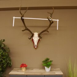 Rothirschgeweih 12 Ender Hirsch Geweih auf ZIRBENHOLZ Trophäenschild Höhe 103 cm Hirschgeweih 70.1058