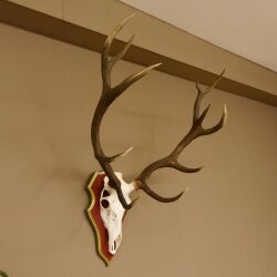 Rothirschgeweih 12 Ender Hirsch Geweih auf ZIRBENHOLZ Trophäenschild Höhe 103 cm Hirschgeweih 70.1058