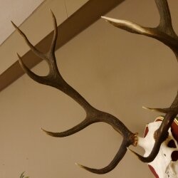 Rothirschgeweih 12 Ender Hirsch Geweih auf ZIRBENHOLZ Trophäenschild Höhe 103 cm Hirschgeweih 70.1058