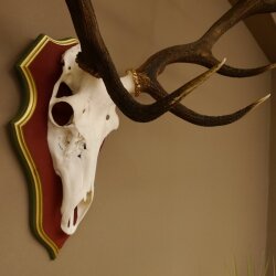 Rothirschgeweih 12 Ender Hirsch Geweih auf ZIRBENHOLZ Trophäenschild Höhe 103 cm Hirschgeweih 70.1058