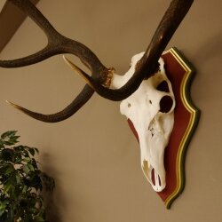 Rothirschgeweih 12 Ender Hirsch Geweih auf ZIRBENHOLZ Trophäenschild Höhe 103 cm Hirschgeweih 70.1058