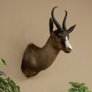 Springbock dunkel Bock Höhe 59 cm Antilope Kopf +...