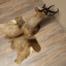 Springbock dunkel Bock Höhe 59 cm Antilope Kopf + Fell Schulter Präparat Trophäe 95.6.23