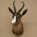 Springbock dunkel Bock Höhe 59 cm Antilope Kopf + Fell Schulter Präparat Trophäe 95.6.23