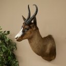 Springbock dunkel Bock Höhe 59 cm Antilope Kopf + Fell Schulter Präparat Trophäe 95.6.23