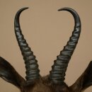 Springbock dunkel Bock Höhe 59 cm Antilope Kopf + Fell Schulter Präparat Trophäe 95.6.23