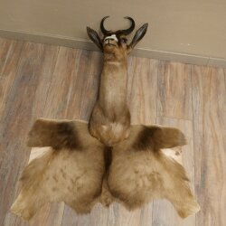 Springbock dunkel Bock Höhe 59 cm Antilope Kopf + Fell Schulter Präparat Trophäe 95.6.23