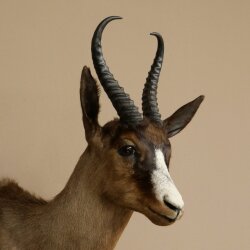 Springbock dunkel Bock Höhe 59 cm Antilope Kopf + Fell Schulter Präparat Trophäe 95.6.23