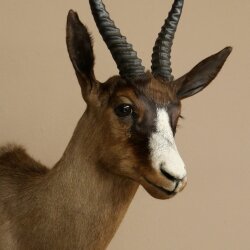 Springbock dunkel Bock Höhe 59 cm Antilope Kopf + Fell Schulter Präparat Trophäe 95.6.23