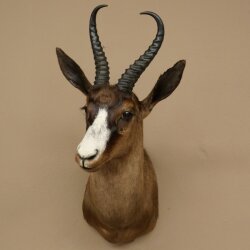 Springbock dunkel Bock Höhe 59 cm Antilope Kopf + Fell Schulter Präparat Trophäe 95.6.23