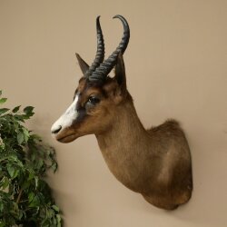 Springbock dunkel Bock Höhe 59 cm Antilope Kopf + Fell Schulter Präparat Trophäe 95.6.23