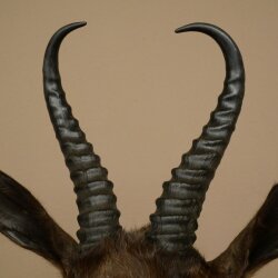 Springbock dunkel Bock Höhe 59 cm Antilope Kopf + Fell Schulter Präparat Trophäe 95.6.23