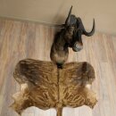 Weißschwanzgnu Gnu Wildebeest Kopf + Fell Schulter...