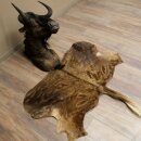 Weißschwanzgnu Gnu Wildebeest Kopf + Fell Schulter...