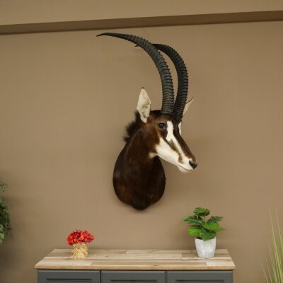 Antilope nera (Hippotragus niger) HL 92 cm Testa Corna sciolte Spalla Preparato Africa Antilope