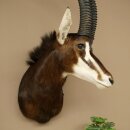 Rappenantilope (Hippotragus niger) HL 92 cm Kop Hoorns...