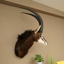 Antilope nera (Hippotragus niger) HL 92 cm Testa Corna sciolte Spalla Preparato Africa Antilope